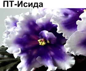 ПТ-Исида (Пугачева)