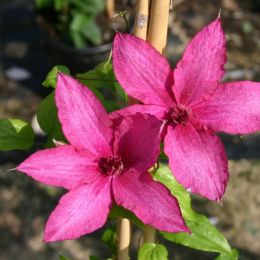 Клематис Барбара (Clematis Barbara)