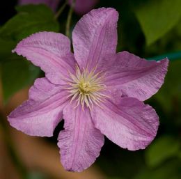 Клематис Комтесс де Бушо (Clematis Comtesse de Bouchaud, Графиня Бушо)