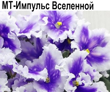 МТ-Импульс Вселенной (Тотиева)  НОВИНКА