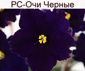 РС-Очи Черные (Репкина)