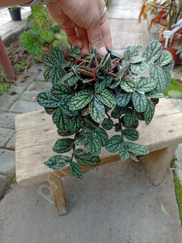 Пеллиония "Прекрасная"