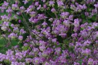 Василистник Делавая / Thalictrum delavayi