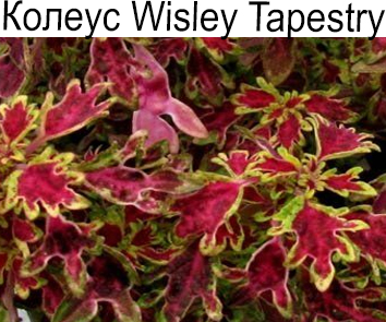 Колеус ампельный Wisley Tapestry