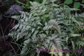 Кочедыжник японский 'Пиктум' / Athyrium niponicum 'Pictum'