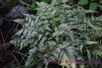 Кочедыжник японский 'Пиктум' / Athyrium niponicum 'Pictum'