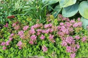 Очиток ложный /  Sedum spurium