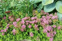 Очиток ложный /  Sedum spurium