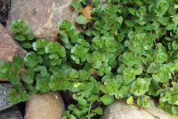 Очиток ложный /  Sedum spurium