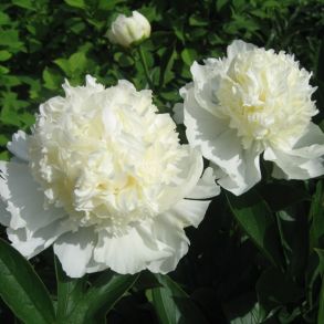 Charle's White