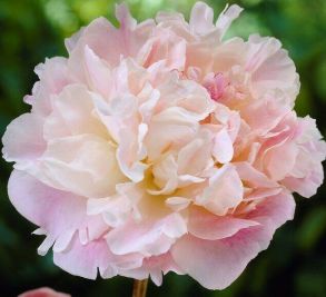 Lady Alexandra Duff