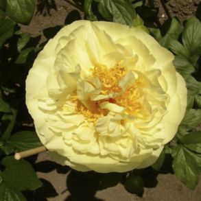 Lemon Chiffon