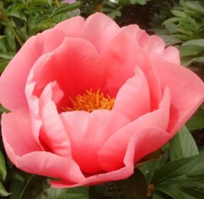 Lovely Rose