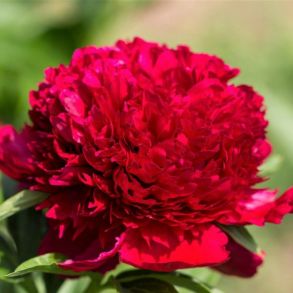 Red Magic