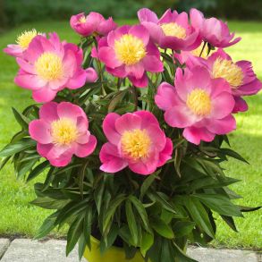Patio Peony™ Kiev