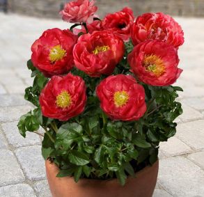Patio Peony™ Moscow