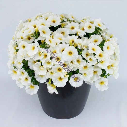 ПЕТХОА BEAUTICAL™Pearl White с февраля