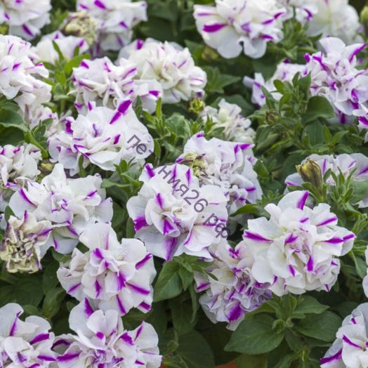 Петуния Sugar Peppermint