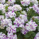 Петуния Sugar Peppermint