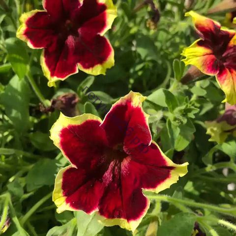 петуния SURFINIA® TRAILING BURGUNDY YELLOW PICOTEE с февраля