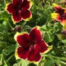 петуния SURFINIA® TRAILING BURGUNDY YELLOW PICOTEE с февраля