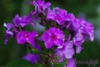 Флокс 'Фаворит' / Phlox 'Favorit'