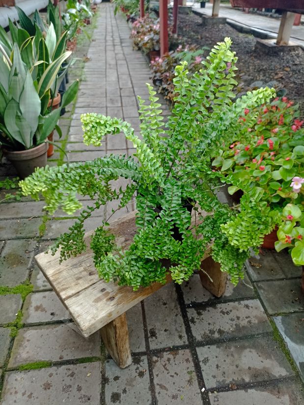 Нефролепис Кордифолия Хэнди ( Nephrolepis cordifolia Handy)