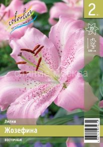 ​Лилия ЖОЗЕФИНА (JOSEPHINE) OR-гибрид, 12/14, 2 шт