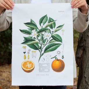 Полулён / Саржа - Ткань купон - Винтажная Ботаника Апельсин 35*47 см. limit