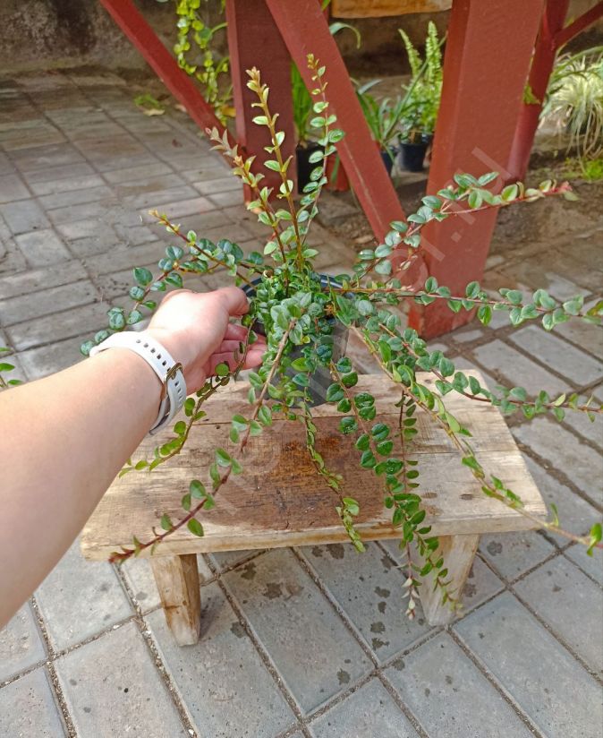 Колумнея мелколистная (microphylla)