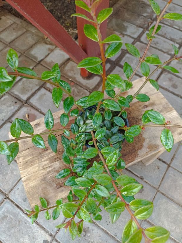 Колумнея Банкса