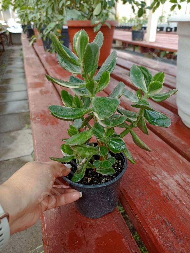 Крассула Овата Триколор