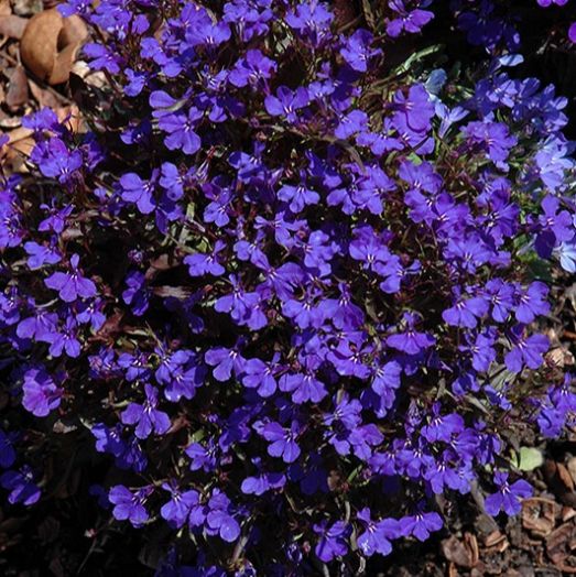 Лобелия еринус (Lobelia erinus) Palace Royal, 100 мультидраже