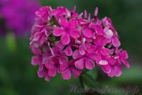 Флокс 'Амазонка' / Phlox 'Amazonka' Тепловой