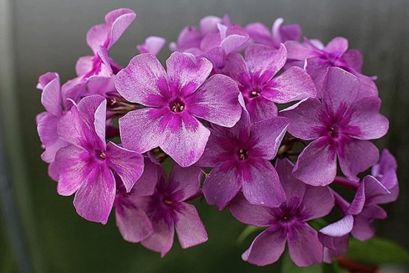 Флокс 'Гаврюша' / Phlox 'Gavryusha'