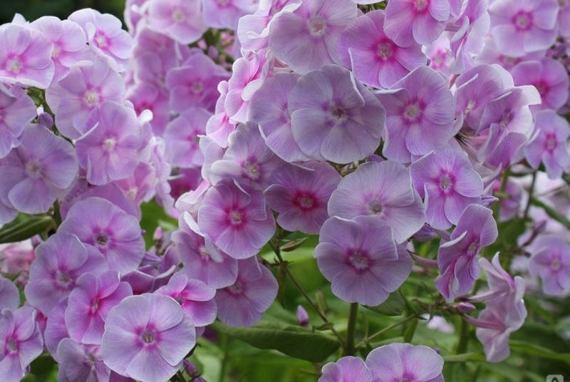 Флокс 'Диана' / Phlox 'Diana'