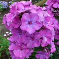 Флокс 'Никольский' / Phlox 'Nikolskij'