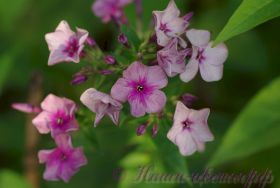 Флокс 'Седая Ночь' / Phlox 'Sedaya Noch'