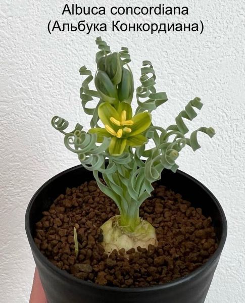 Albuca concordiana (Альбука Конкордиана)