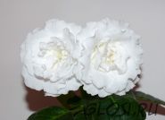 ЕН-Белогурочка (сел.Е.Николаева) Новинка 2024!