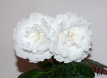 ЕН-Белогурочка (сел.Е.Николаева) Новинка 2024!