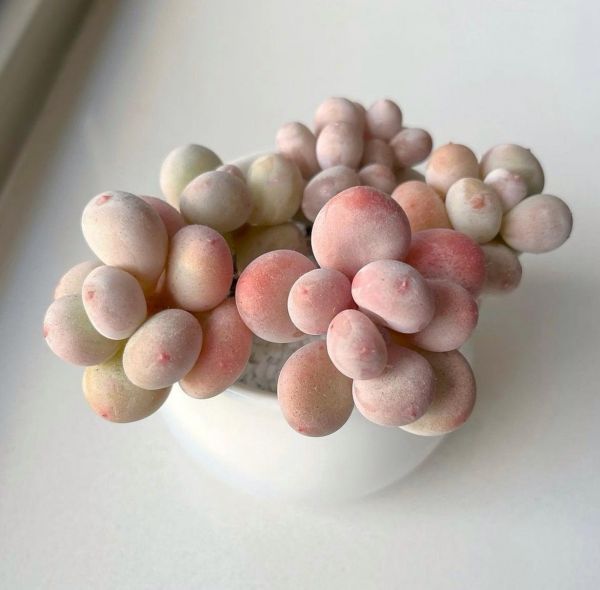 Pachyphytum brachetii (Пахифитум Брачети)