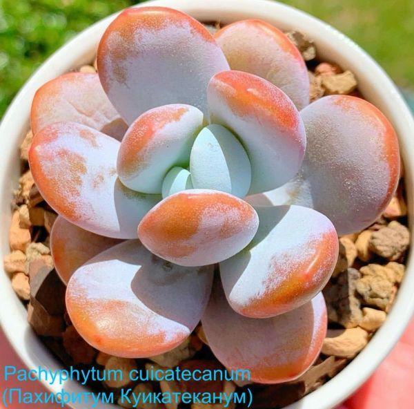 Pachyphytum cuicatecanum (Пахифитум Куикатеканум)