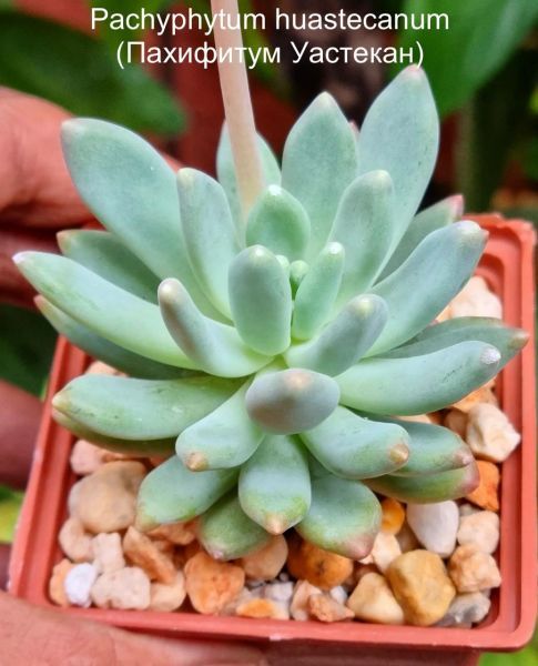 Pachyphytum huastecanum (Пахифитум Уастекан)