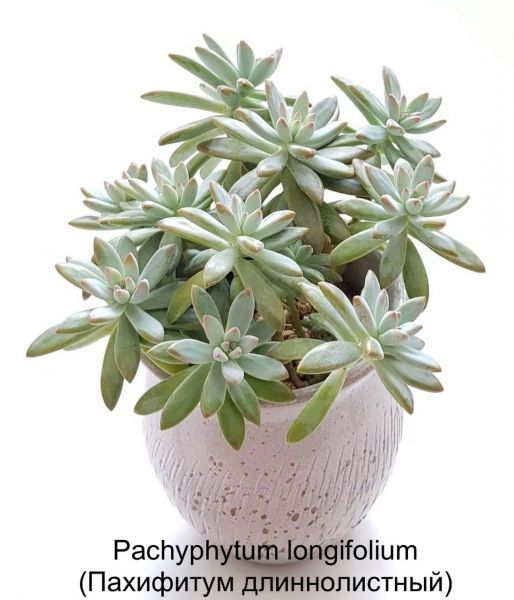 Pachyphytum longifolium (Пахифитум длиннолистный)