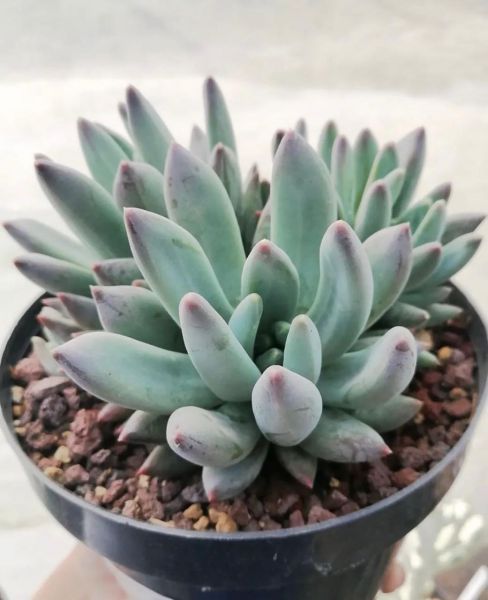 Pachyphytum hookeri (Пахифитум Хукера)