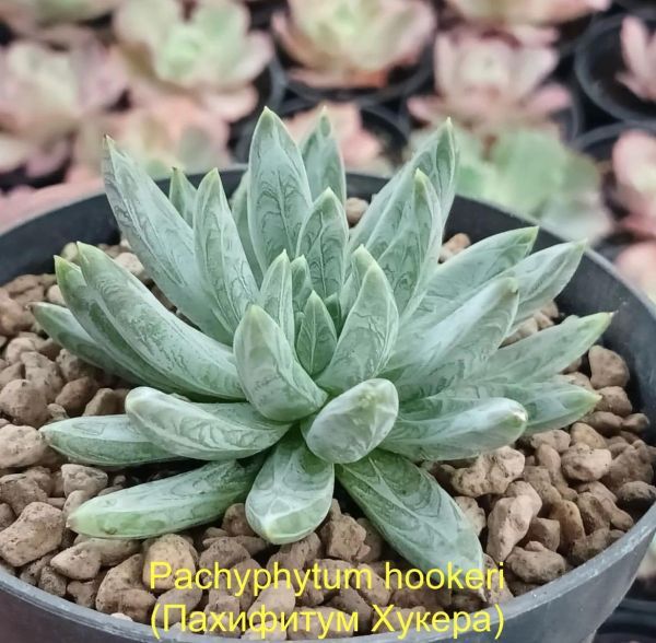 Pachyphytum hookeri (Пахифитум Хукера)