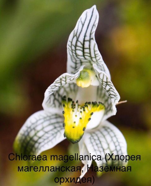 Chloraea magellanica (Хлорея магелланская, Наземная орхидея)