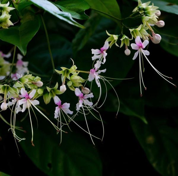 Clerodendrum infortunatum (Клеродендрум Инфортунатум)