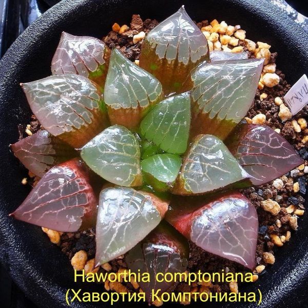 Haworthia comptoniana (Хавортия Комптониана)